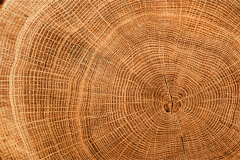 tronc de bois chene coupé